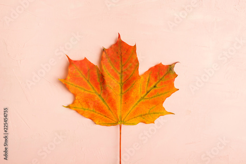 Colorful maple leaf over pink background with copy space