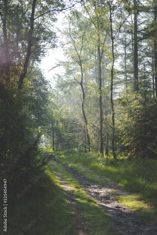 Naklejka premium path in forest. sun coming through the trees with shadows on path. early morning walk in the Oisterwijkse Bossen en Vennen.