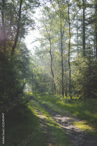 path in forest. sun coming through the trees with shadows on path. early morning walk in the Oisterwijkse Bossen en Vennen.