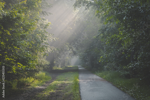 Sunlight coming through trees and foggy misty conditions on cycling and walking path. Zonlicht door de boomtoppen en mist over fietspad in Oisterwijkse Bossen en Vennen. © Peter Nolten