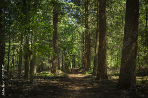 Path in the shade and shadow through green lush forest. Wandelpad in de schaduw door bos bij Driebergen-Zeist