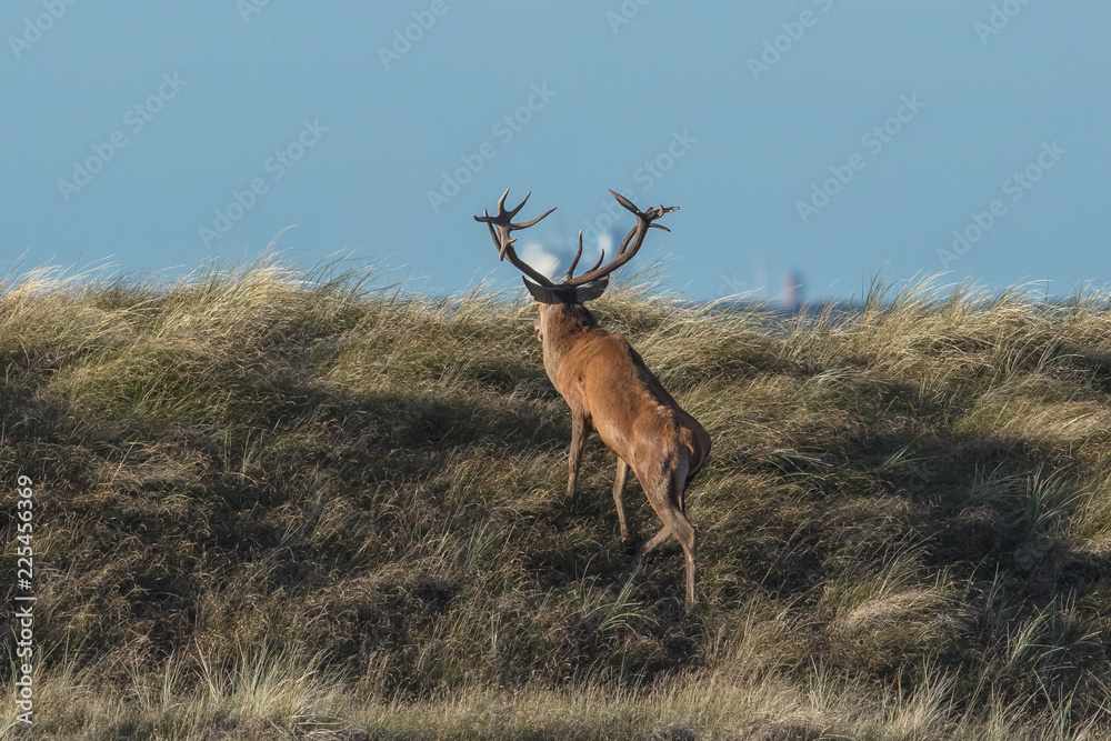 Fototapeta premium hirsch auf der düne