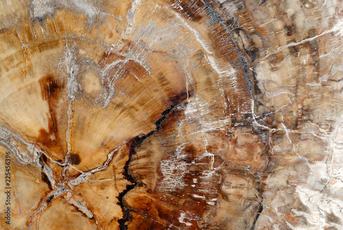Natural background, fossilized wood