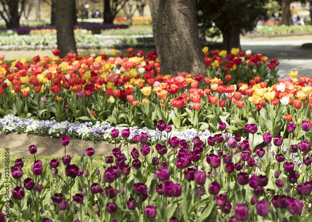 Rows of Tulips