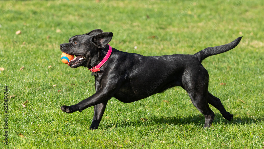 french bulldog running and jumping on the lawn french bulldog running and jumping on the lawn