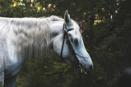 White horse deep in the forest