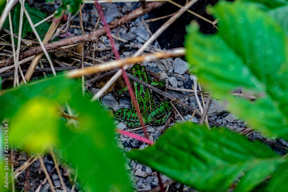 Looking down at a vibrant green and black spotted leaopord frog hiding in somge grass and twigs
