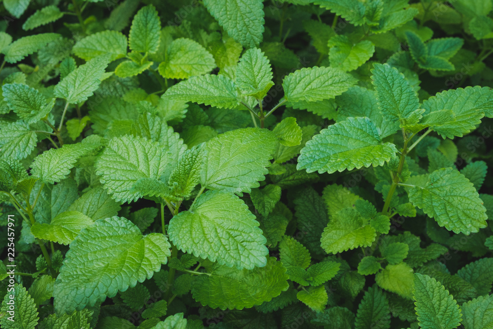 fresh mint plant  - peppermint plant in garden