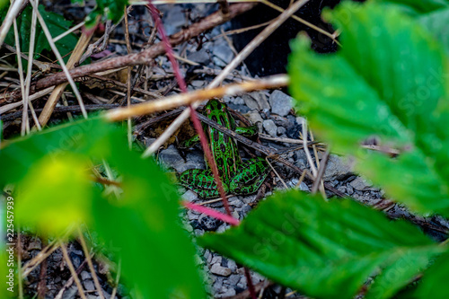Obraz na płótnie Looking down at a vibrant green and black spotted leaopord frog hiding in somge grass and twigs w salonie