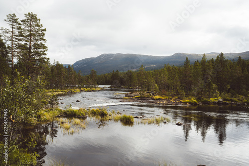 The Vassfaret forest in Norway
