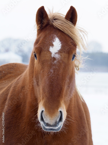 Suffolk Punch in the Winter