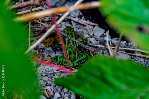 Obraz na płótnie Looking down at a vibrant green and black spotted leaopord frog hiding in somge grass and twigs w salonie