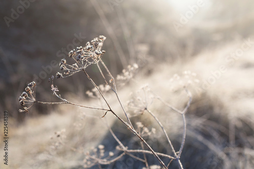 Hoarfrost on dry grass in meadow. Frost covered grass or wild flowers. First frost in autumn countryside meadow. Winter background.  photo