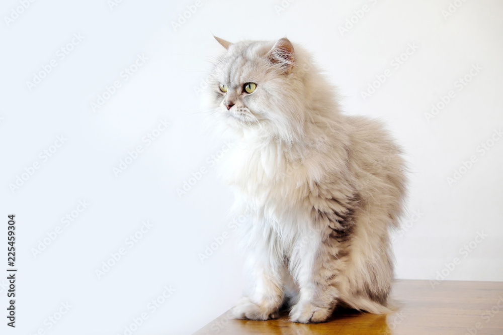  Persian cat in the white background