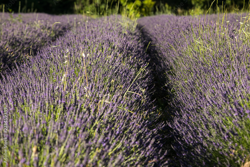 Obraz premium Lavender field near Sault in Provence, France.