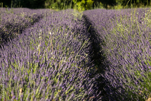 Fototapeta Naklejka Na Ścianę i Meble -  Lavender field near Sault in Provence,  France.