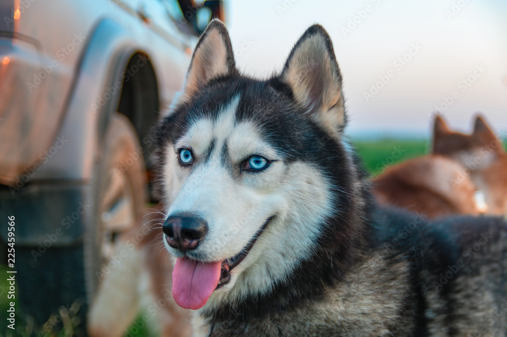 Can Siberian Huskies Have Blue Eyes