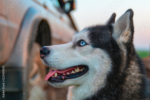 Happy husky dog. Beauty portrait Siberian husky with bright blue eyes.