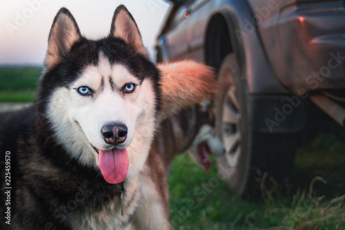 Happy husky dog. Beauty portrait Siberian husky with bright blue eyes. Copy space.