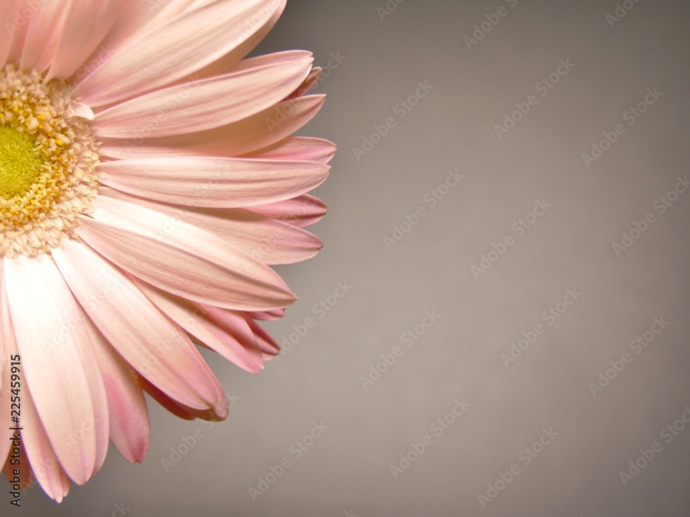 zoom / close up of petal of light pink flower (gerbera daisy) on the dark - grey background. vintage style