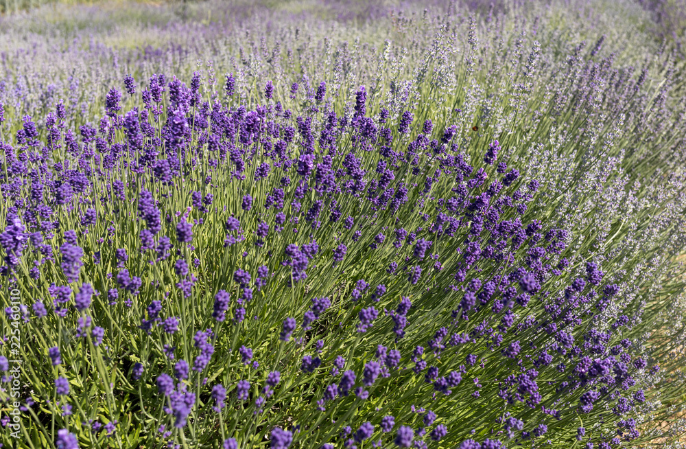 Naklejka premium the blooming lavender flowers in Provence, near Sault, France