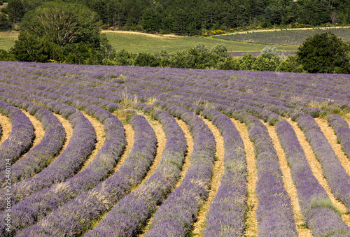 Fototapeta Naklejka Na Ścianę i Meble -  Lavender field near Sault in Provence,  France