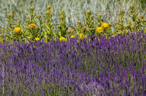Fototapeta Naklejka Na Ścianę i Meble -   the flourishing lavender and yellow star-thistle flowers