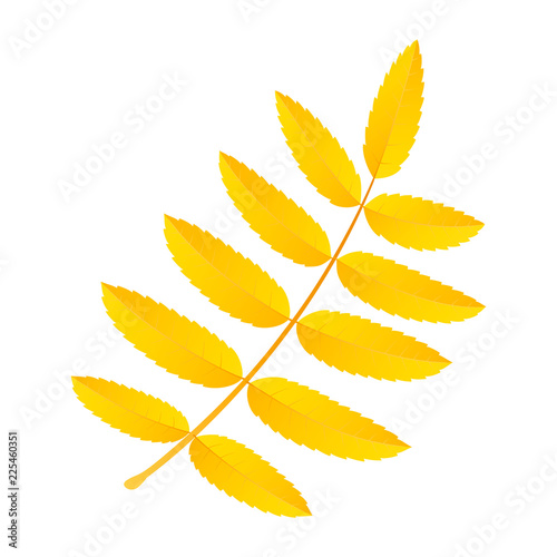 Yellow rowan leaf icon. Flat illustration of yellow rowan leaf vector icon for web design