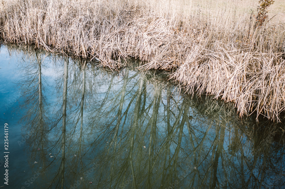 Fototapeta premium reeds on the lake
