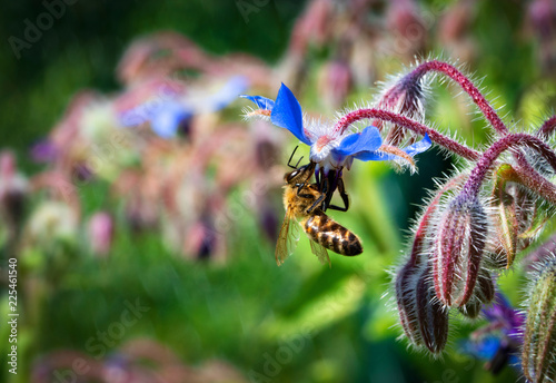 Tableau sur toile bee on a blue borage flower