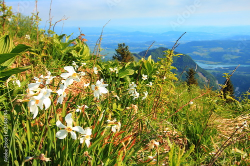 Fototapeta Naklejka Na Ścianę i Meble -  Daffodil mountain in Slovenia