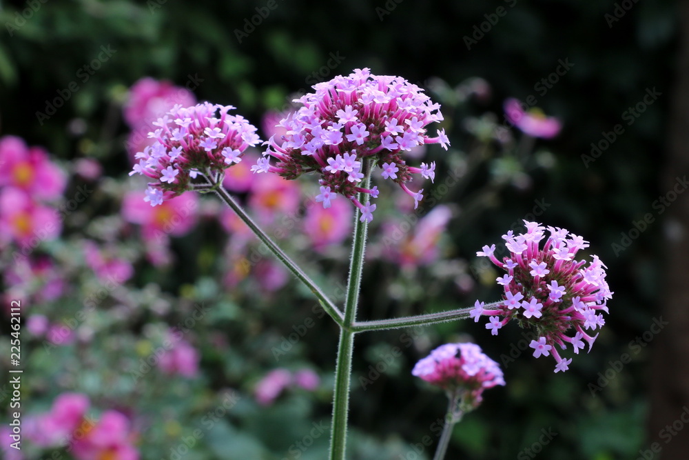 Fototapeta premium Verbena bonariensis in purple