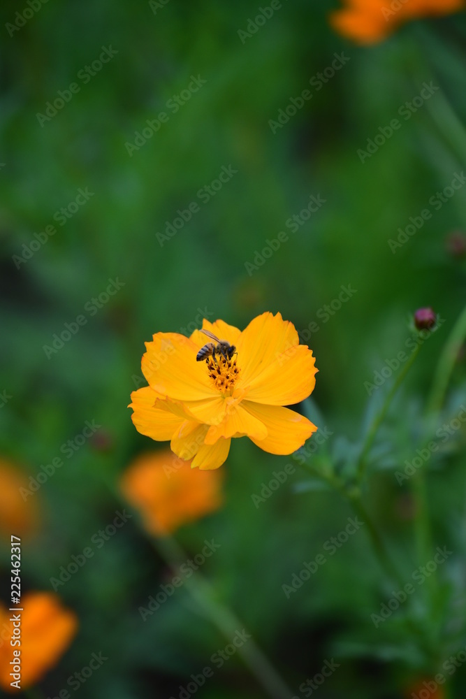 キバナコスモスと蜂 キバナコスモスと蜂