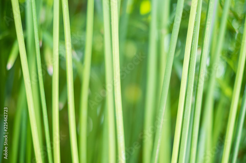abstract green plant background - grass stems -