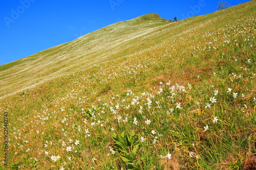 Fototapeta Naklejka Na Ścianę i Meble -  Daffodil mountain in Slovenia