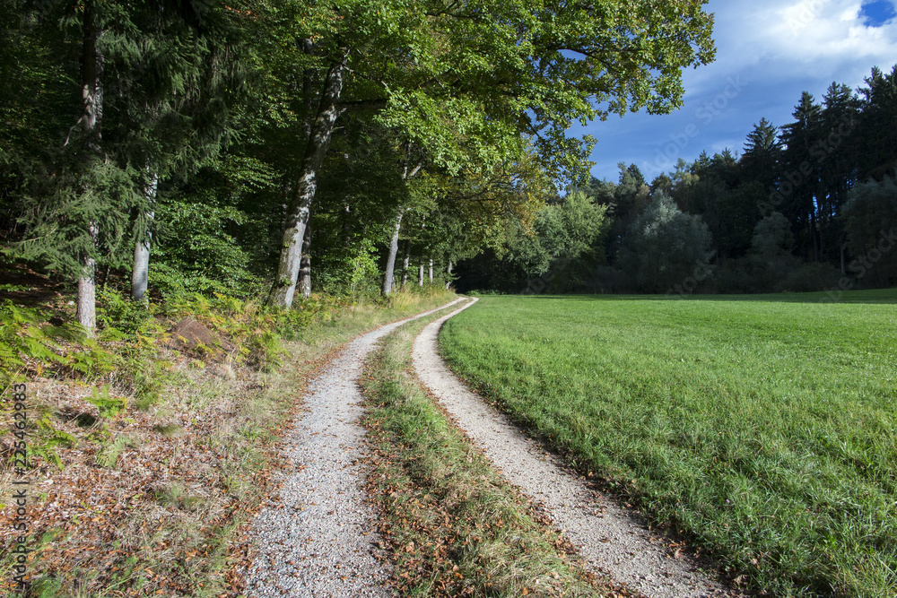 Herbstlicher Wald bei Allensbach