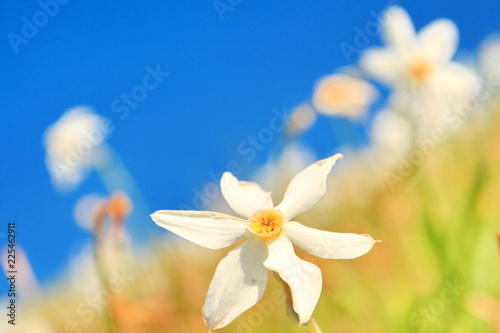 Fototapeta Naklejka Na Ścianę i Meble -  Daffodil mountain in Slovenia