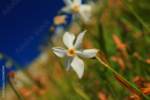 Daffodil mountain in Slovenia photo