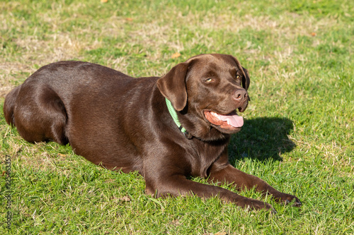 Photos sweet brown labrador lying on the lawn