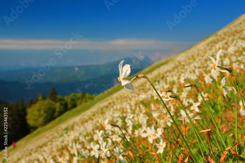 Fototapeta Naklejka Na Ścianę i Meble -  Daffodil mountain in Slovenia