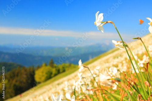 Fototapeta Naklejka Na Ścianę i Meble -  Daffodil mountain in Slovenia