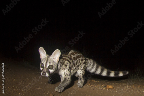 Small-spotted Genet cat  photo