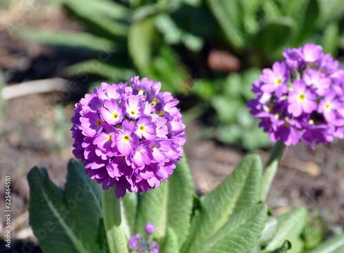 Kugelprimeln im Frühling