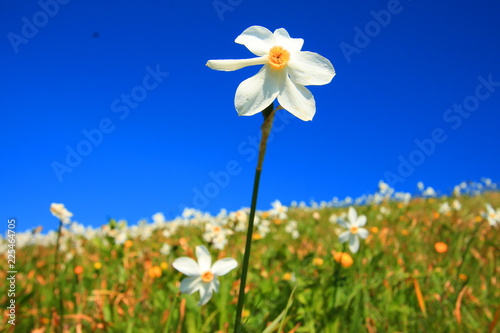 Fototapeta Naklejka Na Ścianę i Meble -  Daffodil mountain in Slovenia