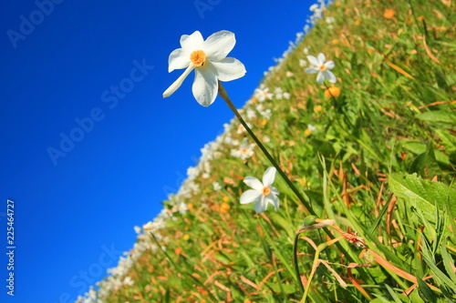 Fototapeta Naklejka Na Ścianę i Meble -  Daffodil mountain in Slovenia