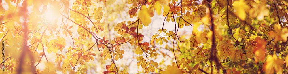 yellow chestnut leaves in autumn with beautiful sunlight. Autumnal foliage with blurry background yellow chestnut leaves in autumn with beautiful sunlight. Autumnal foliage with blurry background