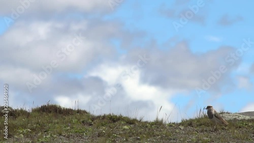 Andean lapwing (Vanellus resplendens)  in slow motion on the high paramo at the foot of Cotopaxi Volcano in the Ecuadorian Andes. photo