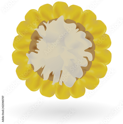 Vector corn on white background