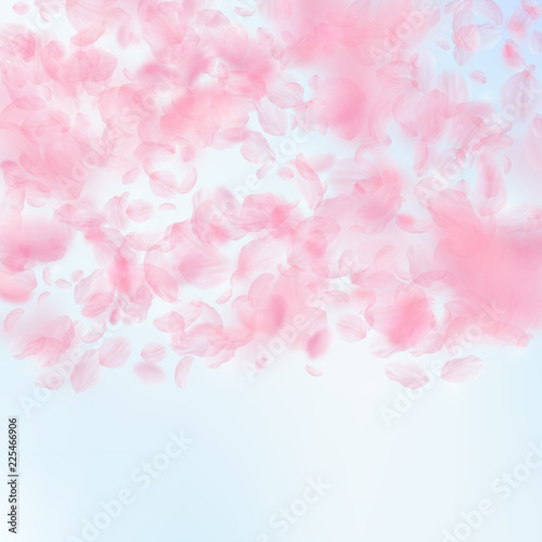Sakura petals falling down. Romantic pink flowers 