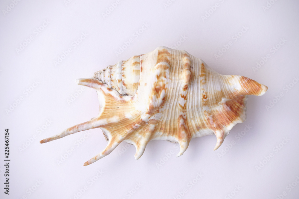 close up of seashell isolated on white background close up of seashell isolated on white background